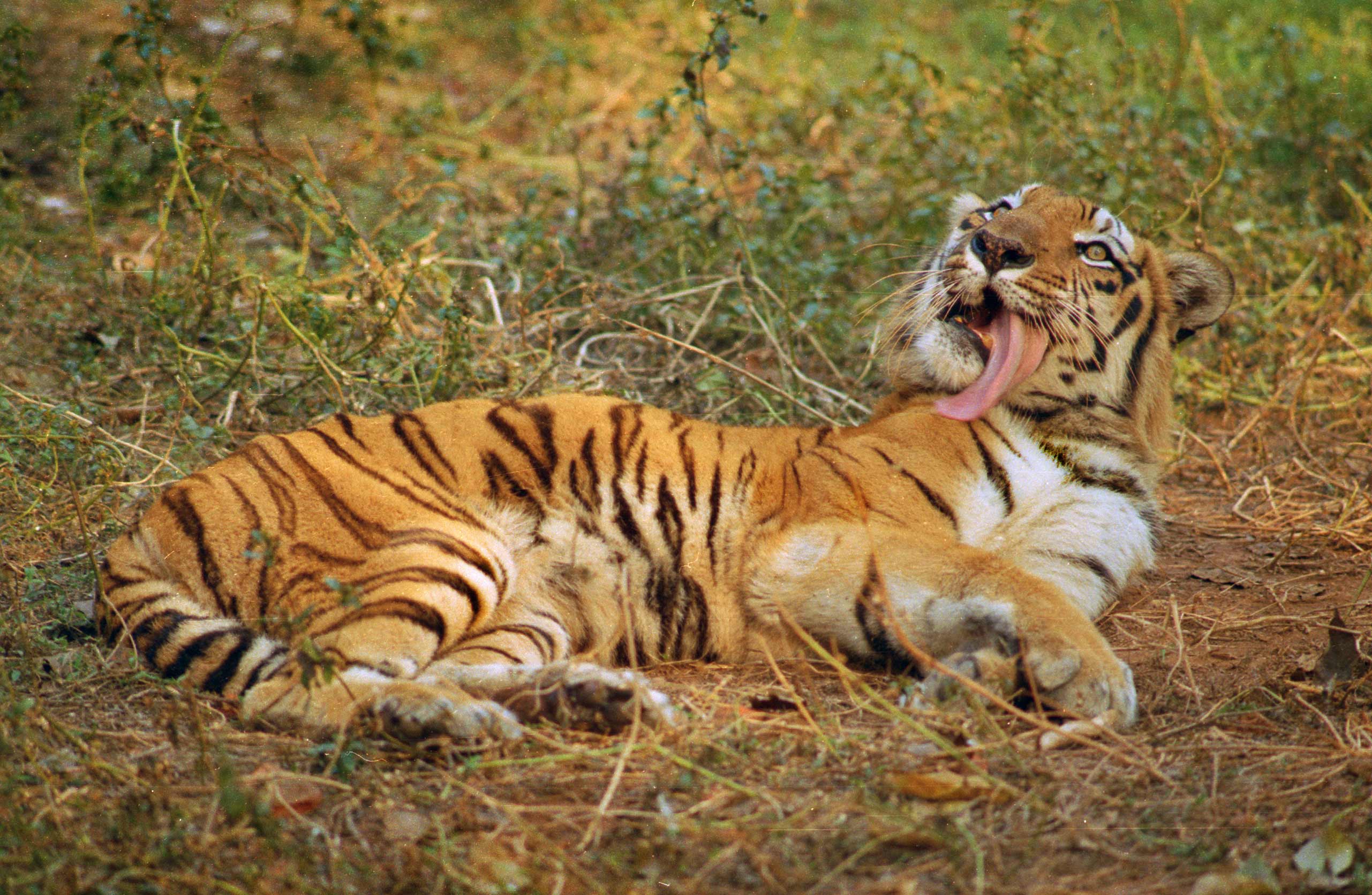 assam--